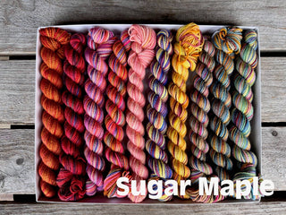 A Spooky Season Koigu Pencil Boxes mini skein set in the Sugar Maple colorway, featuring eight twisted Merino wool skeins in warm autumn hues, rests on a wooden surface with Sugar Maple in bold white text.