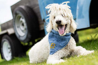 A happy white poodle with curly fur and a blue bandana lies on green grass in front of a blue trailer, tongue out and looking at the camera—showcasing the delightful Dog-Danna Knitting Pattern, perfect for your next project.