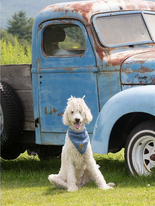 A curly white dog wearing a blue, hand-knit bandana made using the Dog-Danna Knitting Pattern sits on grass in front of an old, rusty blue pickup truck on a sunny day.