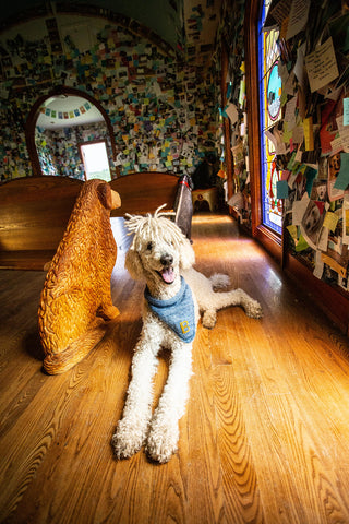 A white poodle wearing a blue vest lies on a wooden floor next to a wooden dog sculpture in a bright, colorful room adorned with notes and photos, sunlight streaming through a stained glass window. Around the poodle’s neck is an eye-catching scarf, crafted from the Dog-Danna Knitting Pattern, adding an extra touch of style to the scene.