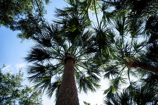 Looking up at palm trees and blue sky