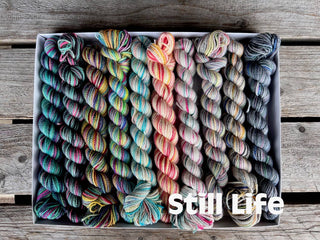 A box of nine Koigu Pencil Box fingering weight yarn skeins in the Still Life colorway arranged in a row on a rustic wooden surface, with “Still Life” in bold white text at the bottom right.